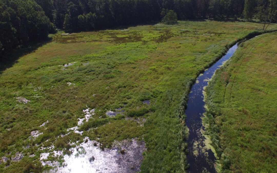 Kartierung der Rehwiese im Mai 2018