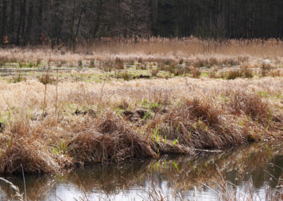 MoorFutures - Projektstand Rehwiese März 2017